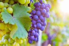 藍(lán)莓粉原料廠家供應(yīng)（等滲等壓技術(shù)提取的藍(lán)莓粉）