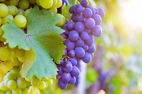 藍莓粉廠家供應